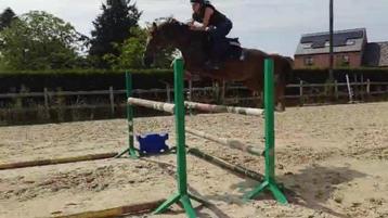 D topspring pony Rasta vdC v.Kantjes Ronaldo Gratis te leen beschikbaar voor biedingen