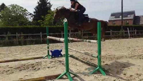 D topspring pony Rasta vdC v.Kantjes Ronaldo Gratis te leen, Dieren en Toebehoren, Pony's, Merrie, M, D pony (1.37m tot 1.48m)