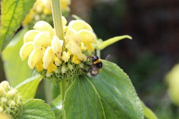 Brandkruid beschikbaar voor biedingen