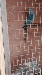 Halsband parkiet 2025, Dieren en Toebehoren, Vogels | Parkieten en Papegaaien, Parkiet, Geringd