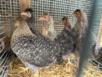 Jonge cream legbar hennen en haan, Dieren en Toebehoren, Pluimvee