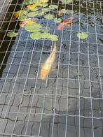 2 kois te koop, Dieren en Toebehoren