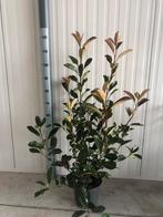 Photinia Red Robin Glansmispel, Tuin en Terras, Ophalen