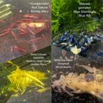 Prachtige Neocardina Garnalen (verschillende soorten), Animaux & Accessoires, Poissons | Poissons d'aquarium, Homard, Crabe ou Crevette