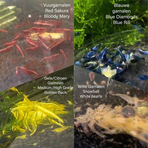 Prachtige Neocardina Garnalen (verschillende soorten), Animaux & Accessoires, Poissons | Poissons d'aquarium, Poisson d'eau douce