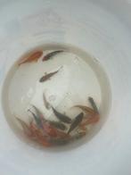 Jonge koi’s