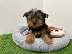 Yorkshire Terrier pups
