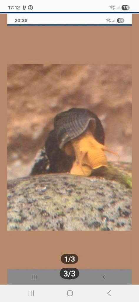 Escargots Tylomelania, Animaux & Accessoires, Poissons | Poissons d'aquarium