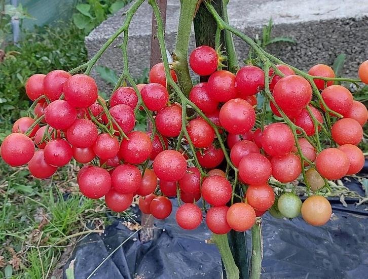 Rose Quarts - Tomaat zaden, Tuin en Terras, Bloembollen en Zaden, Verzenden