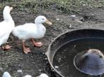 Witte eenden, Dieren en Toebehoren, Pluimvee, Geslacht onbekend