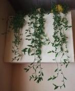 Echange ou vend misère verte, Groene kamerplant, Ophalen, In pot