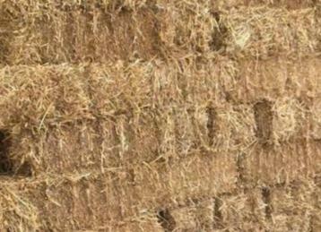 goudgeel stro super kwaliteit & brandhoutperenhout zeer hard beschikbaar voor biedingen