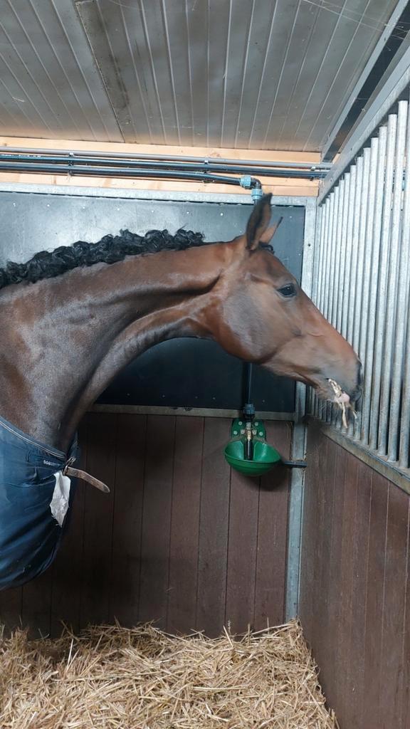 Merrie Tres Beau (Escaneno × Our Furstin), Dieren en Toebehoren, Paarden, Merrie, Onbeleerd, 160 tot 165 cm, 3 tot 6 jaar, Dressuurpaard