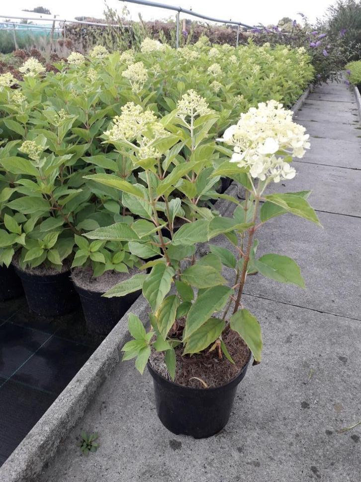 hortensia/hydrangea paniculata 'limelight', Tuin en Terras, Planten | Tuinplanten, Ophalen