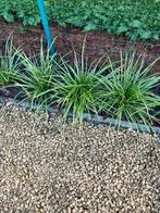 Japanse zegge, Tuin en Terras, Ophalen, Vaste plant, Siergrassen, Halfschaduw
