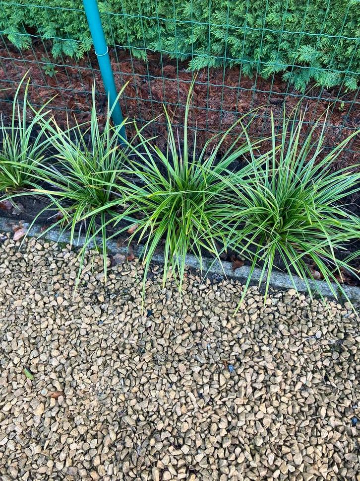 Japanse zegge, Tuin en Terras, Planten | Tuinplanten, Vaste plant, Siergrassen, Halfschaduw, Lente, Ophalen