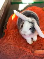 Konijn dwerghangoortje dwergkonijnen konijnen, Dieren en Toebehoren, Dwerg