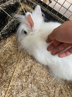 Leuwenkopje vrouwtje (handtam), Dieren en Toebehoren, Ophalen of Verzenden