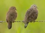 DWERGDUIFJES (Columbina minuta)., Dieren en Toebehoren, Meerdere dieren, Overige soorten