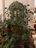 ZEER GROTE REUMAPLANT PLECTRANTHUS KAMERPLANT IN POT, En pot, Plante à fleurs, Enlèvement, 100 à 150 cm