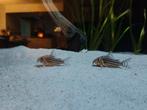 Corydoras sterbai 5 CM 8 euro per stuk, Dieren en Toebehoren, Vissen | Aquariumvissen