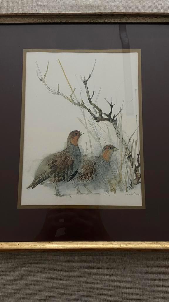 Mad stage aquarellen patrijzen & fazant (wild/fauna), Antiek en Kunst, Kunst | Tekeningen en Fotografie, Ophalen