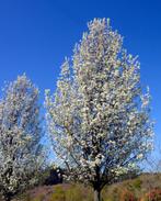 Pyrus calleryana ‘Chanticleer’ / sierpeer HO 10/12 C, Jardin & Terrasse, Plantes | Arbres, Enlèvement, En pot