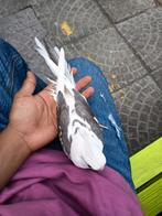 Te koop: handgevoerde valkparkiet. €80 Is al een vaste prijs, Ophalen