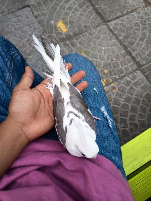 Te koop: handgevoerde valkparkiet. €80 Is al een vaste prijs, Dieren en Toebehoren, Overige Dieren-accessoires, Ophalen