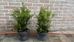 Ilex crenata dark green 30/50, Ophalen, Overige soorten, Haag