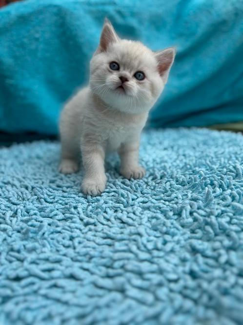 Brits korthaar, Dieren en Toebehoren, Katten en Kittens | Raskatten | Korthaar, Meerdere dieren, 0 tot 2 jaar, Met stamboom, Gechipt