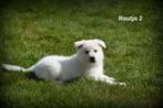 Beau chiot berger blanc suisse à poil court, Animaux & Accessoires, Parvovirose, Berger, Un chien, Belgique