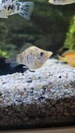 Molly groot, Dieren en Toebehoren, Vissen | Aquariumvissen, Vis, Zoetwatervis, Schoolvis