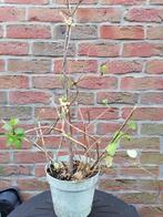 Chevrefeuille persistant, Tuin en Terras, Ophalen, Overige soorten, Struik