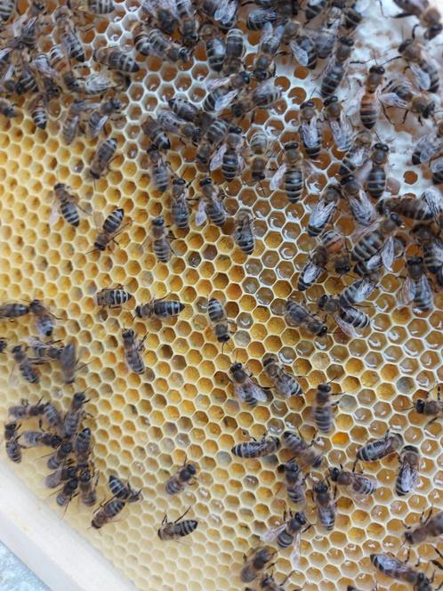 Bijenvolk 11 raams Duits Normaal, Dieren en Toebehoren, Insecten en Spinnen