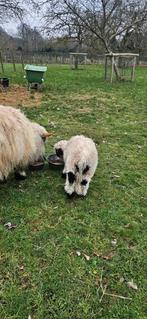 walliser schwarznase ooilam, Animaux & Accessoires