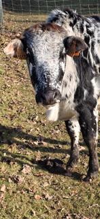 Mini zébu nain, Divers, Enlèvement