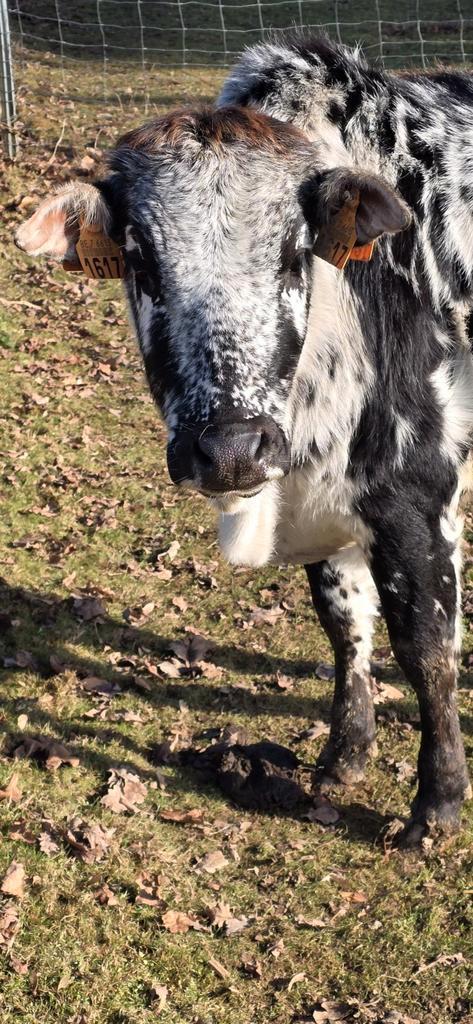 Mini zébu nain, Divers, Divers Autre, Enlèvement