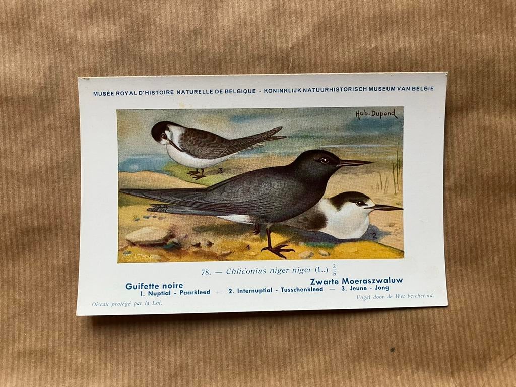 Vogels der Belgische Fauna Nr. 78 Zwarte moeraszwaluw, Collections, Cartes postales | Animaux, Enlèvement ou Envoi, Non affranchie
