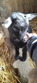 "Super tam dwerggeitje", Dieren en Toebehoren, Schapen, Geiten en Varkens, Geit, 0 tot 2 jaar