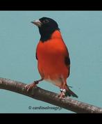 Je cherche un couple de tarin rouge du vénézuela., Animaux & Accessoires, Oiseaux | Oiseaux Autre