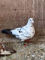 Pigeon voyageur pietrain, Animaux & Accessoires, Pigeon voyageur, Plusieurs animaux