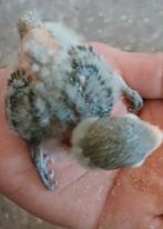 Dwergpapegaai baby Fischerie ideaal om tam te maken, Geslacht onbekend, Dwergpapegaai of Agapornis, Tam