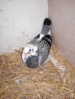 Jonge duif !!!!!!, Dieren en Toebehoren, Vogels | Duiven