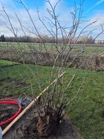 Meerstammige Amelanchier krentenboom +/- 2m, Tuin en Terras, Ophalen