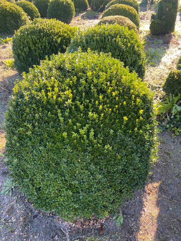 Buxus bollen 60/70/80 cm van kweker !!, Tuin en Terras, Planten | Struiken en Hagen, Buxus, Ophalen