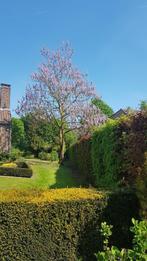 planten te koop, Tuin en Terras, Planten | Bomen, Overige soorten, Lente, 400 cm of meer, Ophalen