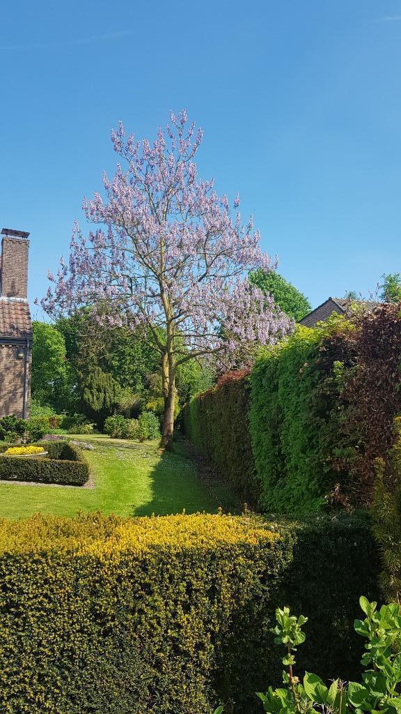 planten te koop, Tuin en Terras, Planten | Bomen, Overige soorten, 400 cm of meer, Volle zon, Lente, Ophalen