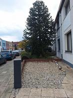 ZEER GROTE APEBOOM, Envoi