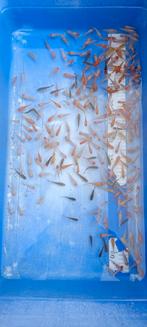 Nakweek van echte Japanse koi's 2-3cm, Dieren en Toebehoren, Karper of Koi